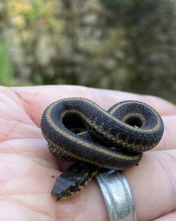 Coast Garter Snake
